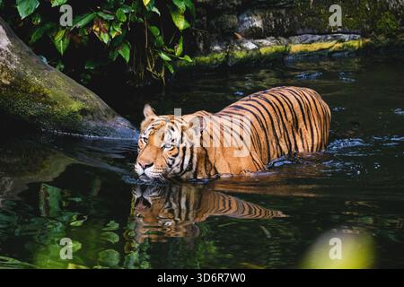 Ein männlicher erwachsener malayischer Tiger (panthera tigris jacksoni) schwimmt um den Teich in seinem Gehege im Zoo Stockfoto