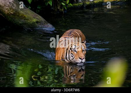 Ein männlicher erwachsener malayischer Tiger (panthera tigris jacksoni) schwimmt um den Teich in seinem Gehege im Zoo Stockfoto
