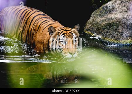 Ein männlicher erwachsener malayischer Tiger (panthera tigris jacksoni) schwimmt um den Teich in seinem Gehege im Zoo Stockfoto