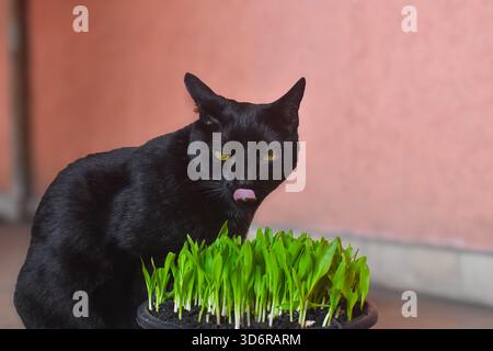 Black Cat Close-Up Eating Grass – Verspieltes Feline Porträt Stockfoto