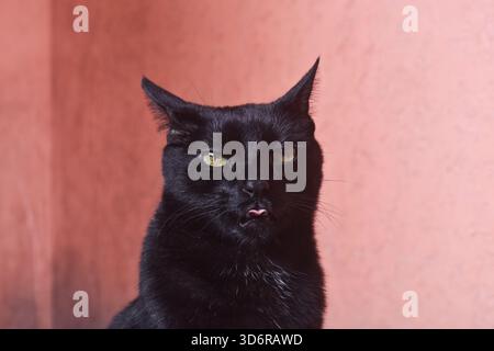 Black Cat Nahaufnahme – Lustige, Lustige Katze, Die Die Zunge Herausragt Stockfoto