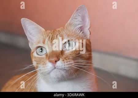 Serious Orange Cat Close-Up – Ginger Cat Porträt mit hellen Augen Stockfoto
