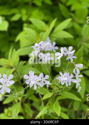 Der Frühling erwacht, während sich der wilde blaue Phlox im Central Park ausbreitet. Stockfoto
