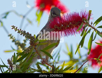Ein australischer Wattle Bird ernährt sich von Nektar und Australian Bottle Brush Stockfoto