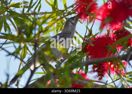 Ein australischer Wattle Bird ernährt sich von Nektar und Australian Bottle Brush Stockfoto