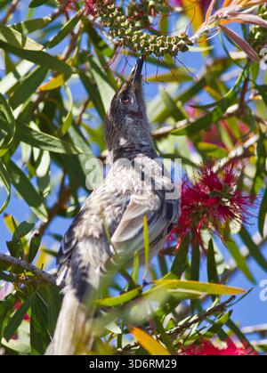 Ein australischer Wattle Bird ernährt sich von Nektar und Australian Bottle Brush Stockfoto