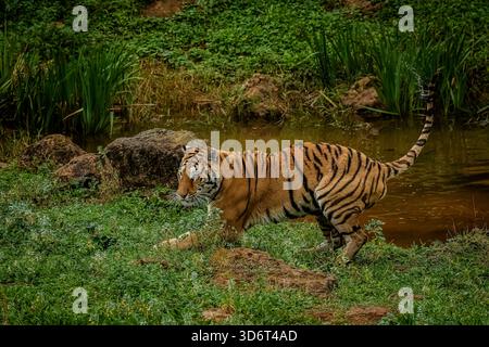 Dieser wunderschöne Tiger jagt seinen eigenen Schatten nach dem Schwimmen in einem kleinen Pool. Stockfoto