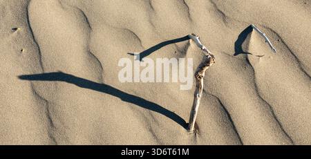 Drftwoods und Schatten am Sandstrand Stockfoto