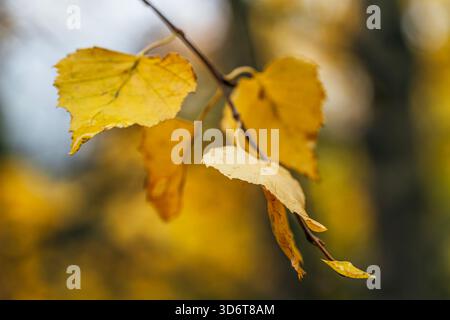 Lebhafte gelbe HerbstBirkenblätter hängen von einem kleinen Zweig vor verschwommenem dunklem Hintergrund im saisonalen Wald Stockfoto