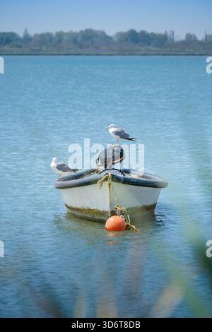 Zwei ruhende Möwen sitzen an einem sonnigen Tag auf einem alten, kleinen Fischerboot, das von einer orangen Boje im ruhigen türkisfarbenen Wasser einer Lagune vor Anker liegt Stockfoto