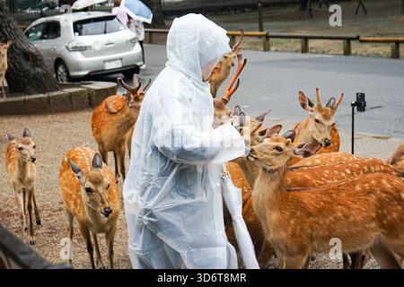 Touristen in einem Regenponcho ziehen sich von einer Gruppe aggressiver Hirsche weg, während sie sich um sie herum für Essen im berühmten Nara Park in Nara, Japan, drängen Stockfoto