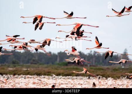 Fliegende Flamingos, großer Flamingo, Phoenicopterus roseus, Ebro Delta, Tarragona, Katalonien, Spanien Stockfoto