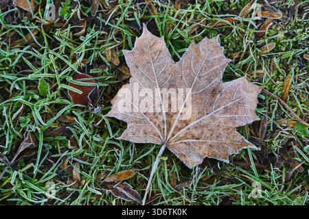 Gefallenes Ahornblatt auf dem Gras bedeckt mit Frost, Nahaufnahme natürlicher Hintergrund Stockfoto