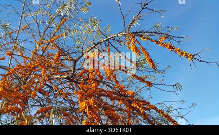 Sanddornzweig mit hellen Reifen Beeren vor dem Hintergrund des blauen Himmels Stockfoto
