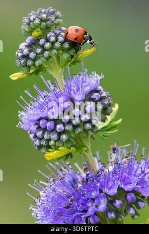 Marienkäfer Blume Caryopteris Insekten Stockfoto