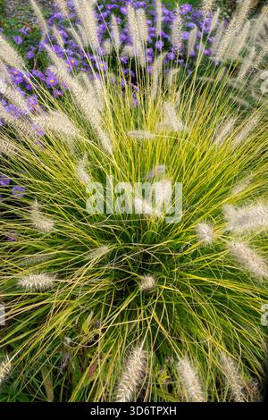 Dekoratives Gras Herbstgräser verklumpen Tuft mit Pennisetum alopecuroides 'Hameln Gold', Hardy Fountain Grass in a Garden Stockfoto