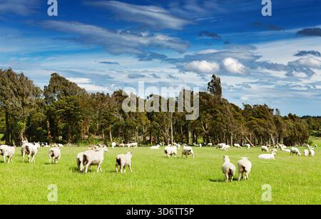 Grüne Wiese und weidende Schafe, Neuseeland Stockfoto