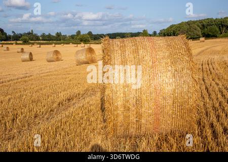 Runde Strohballen in der englischen Landwirtschaft England während der Erntezeit 2025 Stockfoto