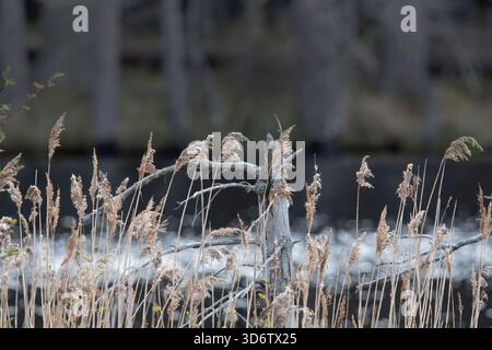 Großes, getrocknetes Gras, das den harten schottischen Schnee überlebt Stockfoto