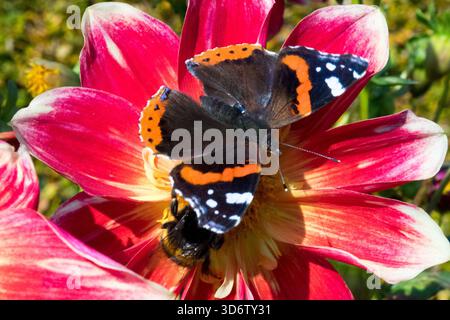 Schmetterling auf Blume Herbst Roter Admiral Schmetterling Vanessa atalanta bewundernswert Stockfoto