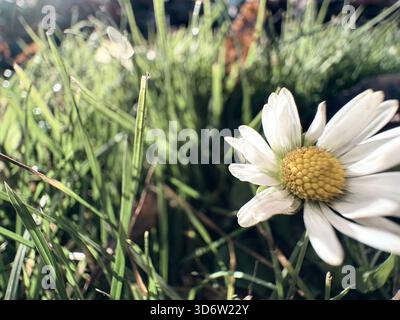 Weiße Gänseblümchen mit gelber Mitte in hohem Gras, sichtbare Tautropfen, sanfte Beleuchtung am Morgen. Stockfoto