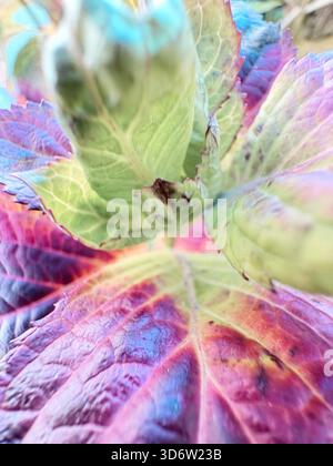 Pflanze mit leuchtenden bunten Blättern in Grün-, Lila-, Rot- und Blautönen, Nahaufnahme. Stockfoto