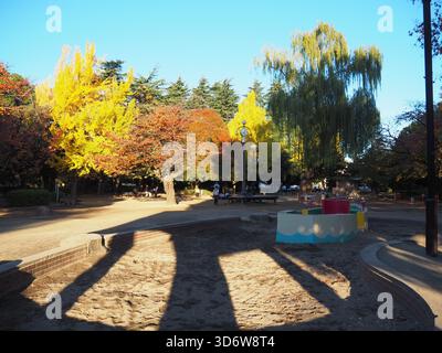Goldener Ginkgo und rotes Herbstlaub, beleuchtet durch Sonnenlicht am frühen Morgen in einem Park in Ogikubo, Suginami Stockfoto