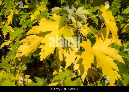 Acer Saccharinum „elegant“ Herbstahorn Blätter Silberahorn Stockfoto