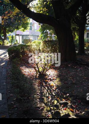 Sonnendurchflutete Blätter und Morgenschatten in einem ruhigen Park in Tokio im November Stockfoto