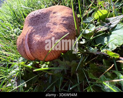 Brauner Pilz mit faltiger Kappe und Graten, die im Gras wachsen, natürliche Sicht aus nächster Nähe. Stockfoto