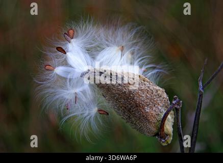 Eine Milkweed-Samenkapsel mit Samen, die bereit sind, an einem Herbsttag in Ottawa, Kanada, in den Wind zu fliegen Stockfoto