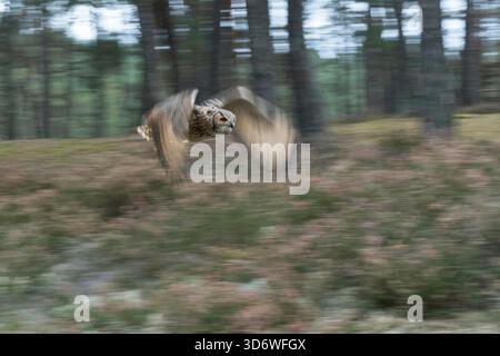 Indische Uhu / Felseneule / Bengalenuhu ( Bubo bengalensis ) im Flug über einem Klärwerk im Wald, dynamischer Schuss, in Bewegung, schwenken. Stockfoto