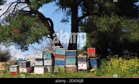 Bienenstöcke auf dem Feld Stockfoto