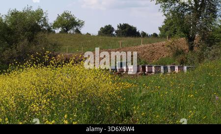 Bienenstöcke auf dem Feld Stockfoto