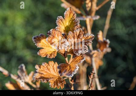 Rustikale Gartenbeleuchtung beleuchtet komplexe Blattstrukturen während des Jahresübergangs Stockfoto