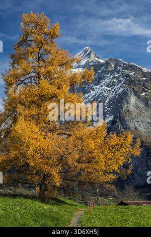 Gelbe Lärche mit Wetterhorn im Hintergrund, Grindelwald, Kanton Bern, Schweiz Stockfoto