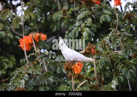 Little corella (Cacatua sanguinea) Queensland, Australien Stockfoto