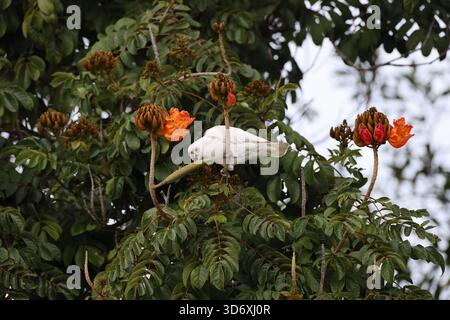 Little corella (Cacatua sanguinea) Queensland, Australien Stockfoto