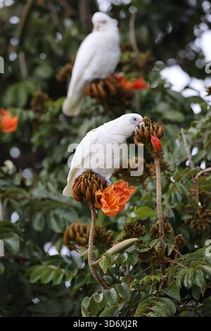 Little corella (Cacatua sanguinea) Queensland, Australien Stockfoto