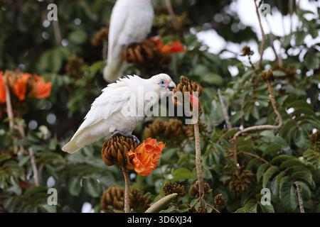Little corella (Cacatua sanguinea) Queensland, Australien Stockfoto