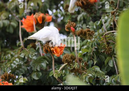 Little corella (Cacatua sanguinea) Queensland, Australien Stockfoto