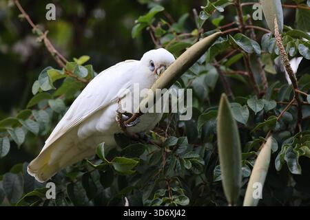 Little corella (Cacatua sanguinea) Queensland, Australien Stockfoto