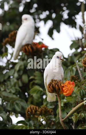 Little corella (Cacatua sanguinea) Queensland, Australien Stockfoto