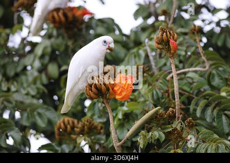 Little corella (Cacatua sanguinea) Queensland, Australien Stockfoto