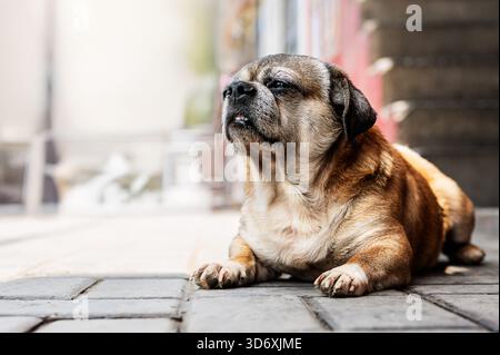 Hund liegt draußen auf dem Boden, ruht auf einem gepflasterten Bürgersteig in einer städtischen Umgebung. Stockfoto
