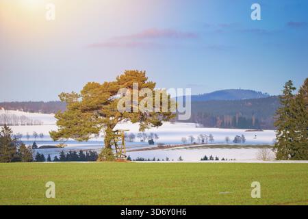 Einsame Kiefer in der Frühlingslandschaft mit schmelzendem Schnee am Horizont. Saisonaler Wechsel zwischen Winter und Frühling. Stockfoto