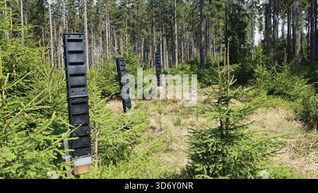 Pheromonalfalle, Rindenkäfer-Schutz im Wald Stockfoto