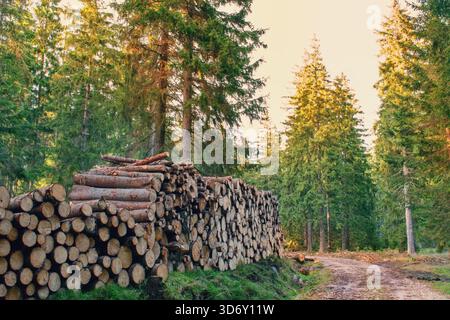 Holzscheite im sonnigen Wald. Forstwirtschaftliche Arbeit. Stockfoto