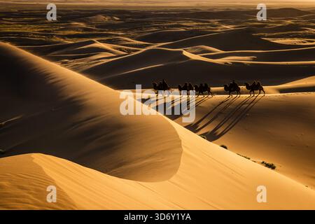 Kamelzug in der Wüste Gobi in Khongor „Singing Sand Dunes“ bei Sonnenaufgang in der Mongolei Stockfoto