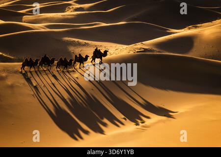 Kamelzug in der Wüste Gobi in Khongor „Singing Sand Dunes“ bei Sonnenaufgang in der Mongolei Stockfoto